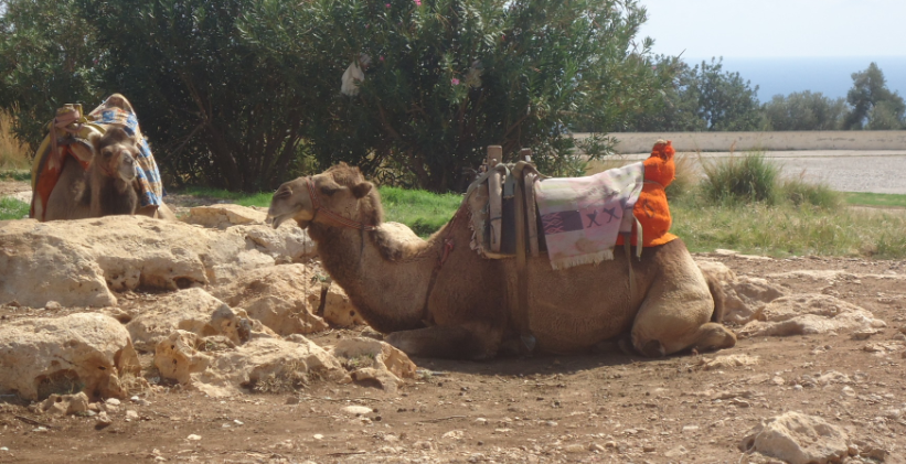 kamele